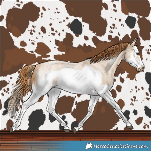 Horse Color:Red Dun Roan Splash Frame Rabicano