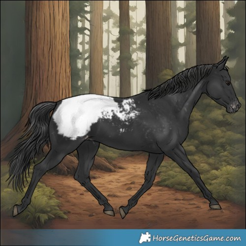 Horse Color:Black Snowcap 