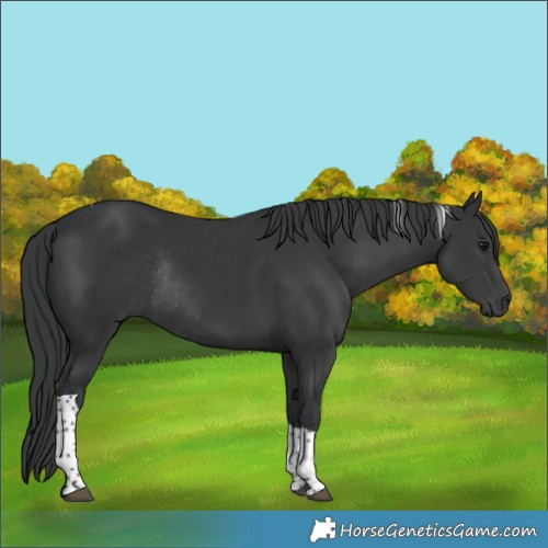 Horse Color:Black Tobiano Rabicano
