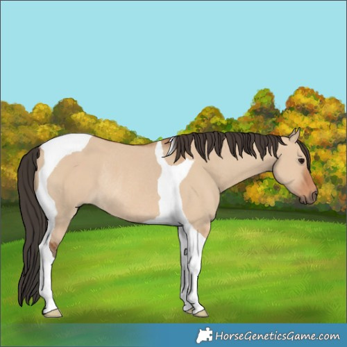 Horse Color:Bay Dun Tobiano Rabicano 
