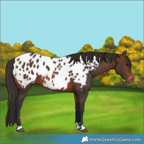 Horse Color:Brown Appaloosa 
