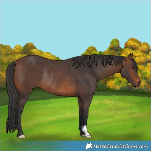 Horse Color:Brown Rabicano