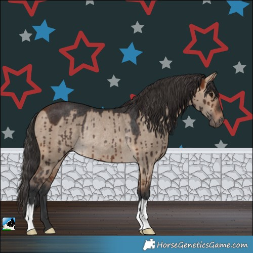 Horse Color:Bay Dun Rabicano Brindle