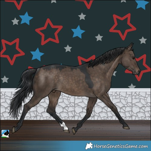 Horse Color:Brown Dun Rabicano