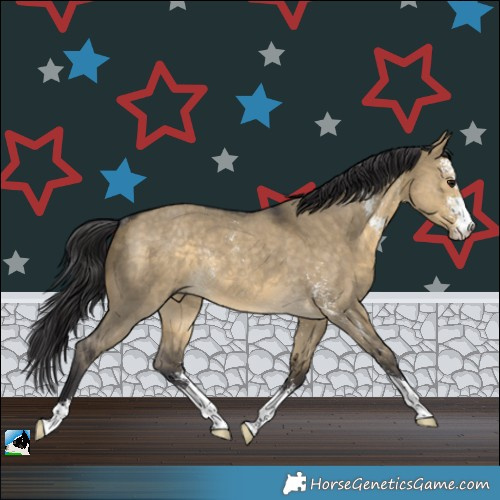 Horse Color:Buckskin Dun Sabino Rabicano 