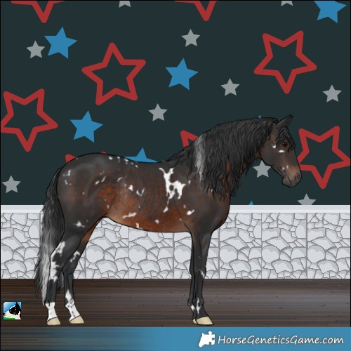 Horse Color:White Spotted Brown Rabicano 