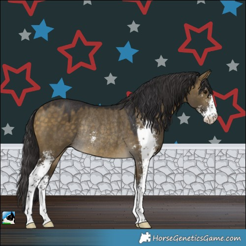 Horse Color:Buckskin Dun Sabino Rabicano