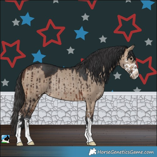 Horse Color:Brown Dun Sabino Rabicano Brindle