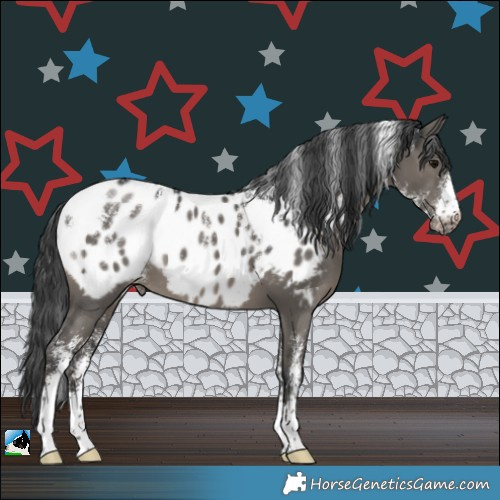 Horse Color:Powder White Grullo Appaloosa 