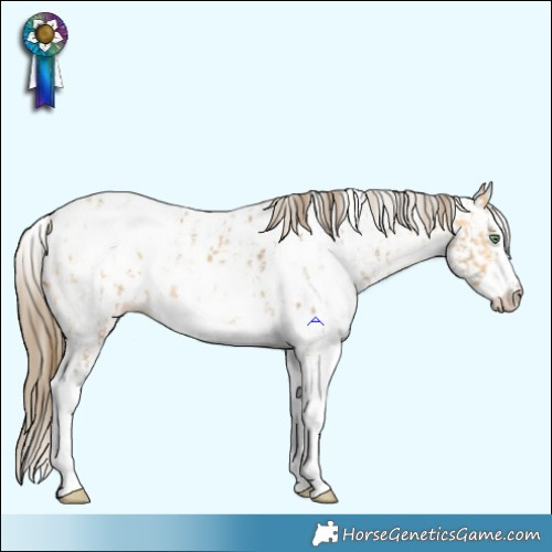Horse Color:Amber Cream Champagne Sabino Splash Appaloosa  and Amber Cream Champagne Sabino Appaloosa 