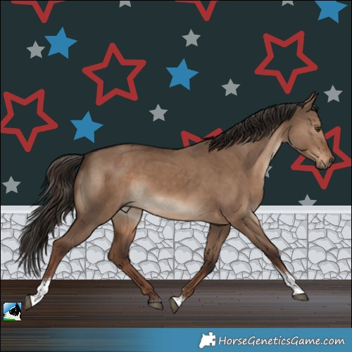 Horse Color:Liver Red Dun Tobiano