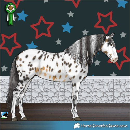 Horse Color:White Spotted Buckskin Appaloosa Rabicano 