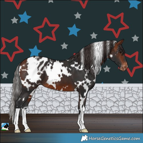 Horse Color:White Spotted Bay Appaloosa 
