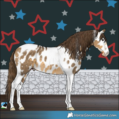 Horse Color:Buckskin Dun Tobiano Near Leopard