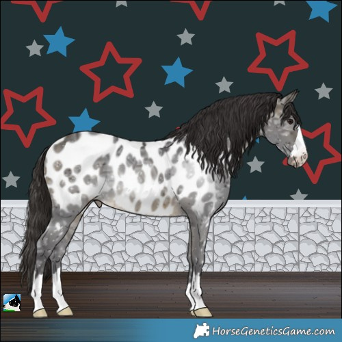 Horse Color:Buckskin Ice Near Leopard