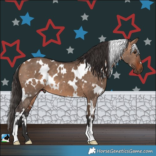 Horse Color:White Spotted Bay Dun 