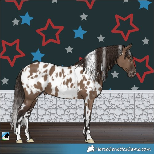 Horse Color:White Spotted Liver Red Dun Appaloosa