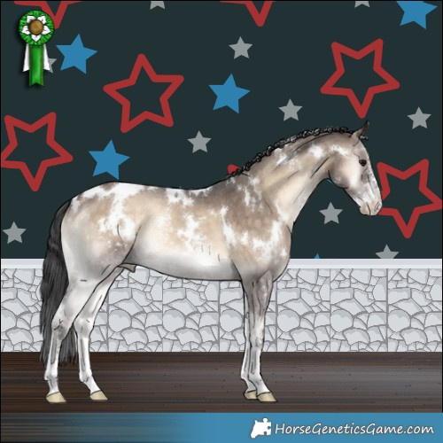 Horse Color:White Spotted Brown Onyx Sabino Rabicano