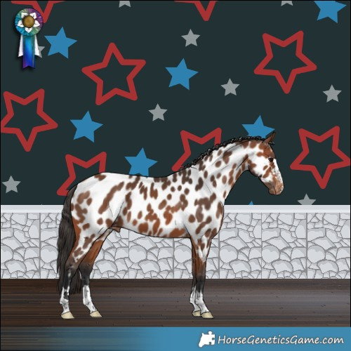 Horse Color:Bay Appaloosa 