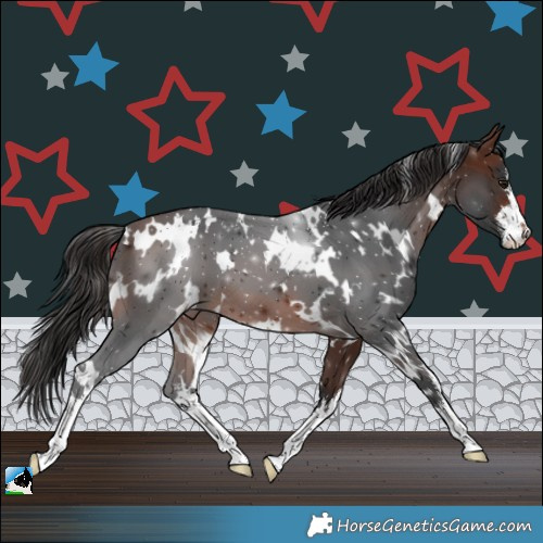 Horse Color:White Spotted Brown