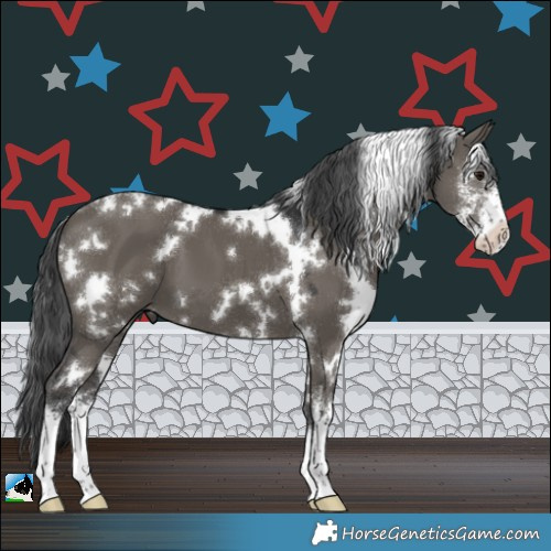 Horse Color:White Spotted Grullo Sabino 