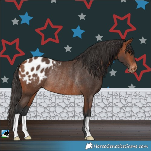 Horse Color:Bay Appaloosa Rabicano