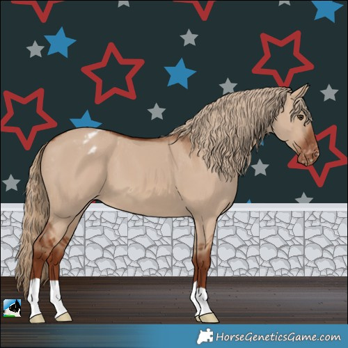 Horse Color:Red Dun Appaloosa