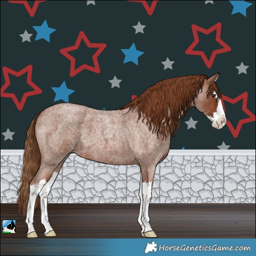 Horse Color:Red Roan Splash