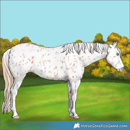 Horse Color:Gold Champagne Splash Skewed LP Spotted 