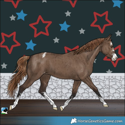 Horse Color:Liver Red Dun Sabino Appaloosa Brindle