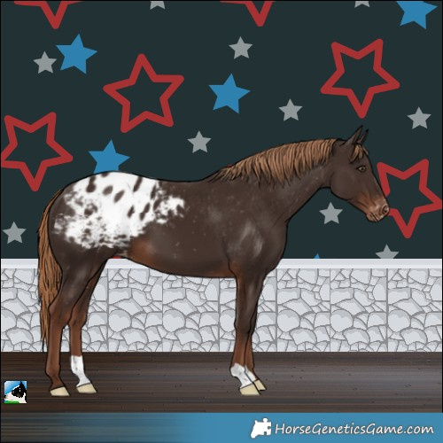 Horse Color:Liver Chestnut Appaloosa 
