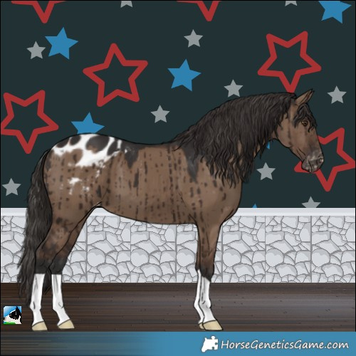 Horse Color:Liver Red Dun Appaloosa Brindle 