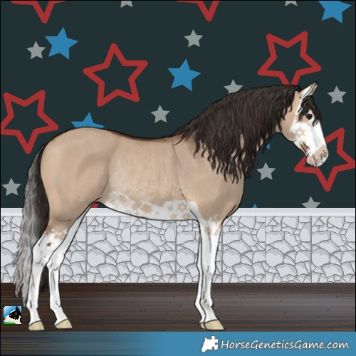 Horse Color:Bay Dun Splash Rabicano 