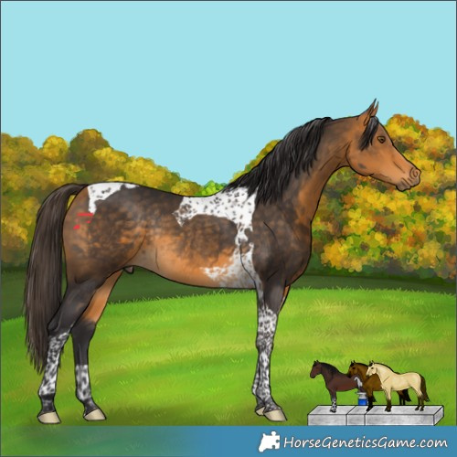 Horse Color:Buckskin Tobiano Rabicano