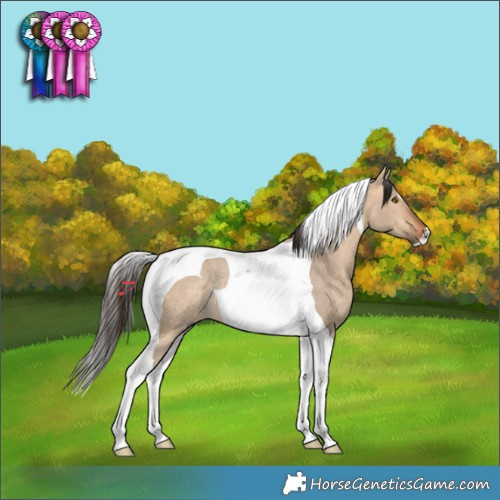 Horse Color:Bay Dun Tobiano Rabicano 