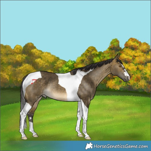 Horse Color:Buckskin Dun Tobiano Rabicano