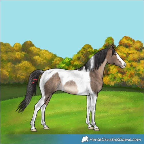Horse Color:Bay Dun Tobiano Rabicano