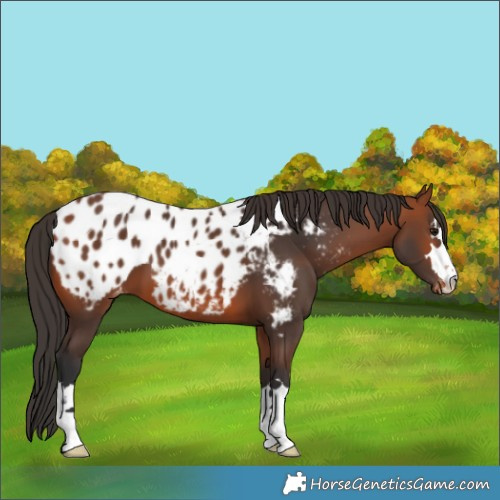 Horse Color:Bay Appaloosa 