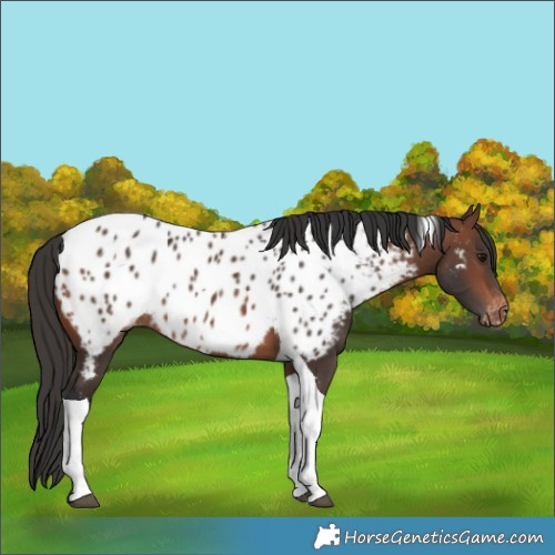 Horse Color:Brown Tobiano Appaloosa Rabicano