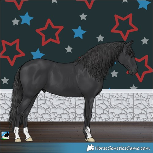 Horse Color:Black 