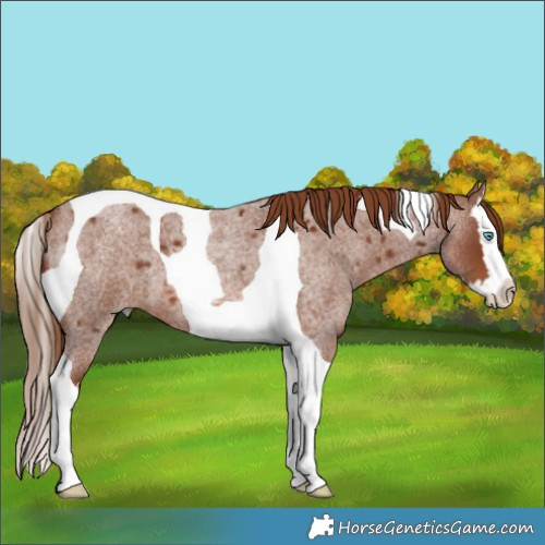 Horse Color:Red Roan Splash Tobiano