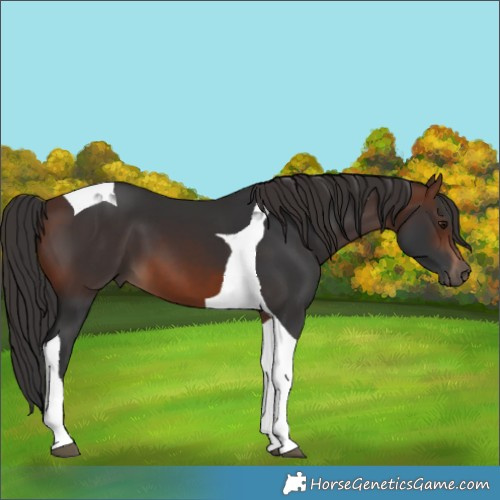 Horse Color:Brown Tobiano