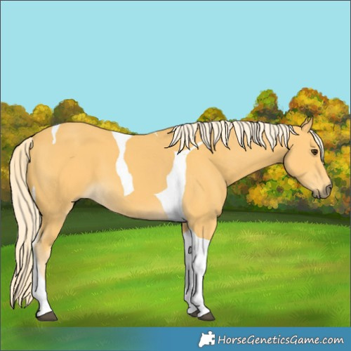 Horse Color:Palomino Tobiano