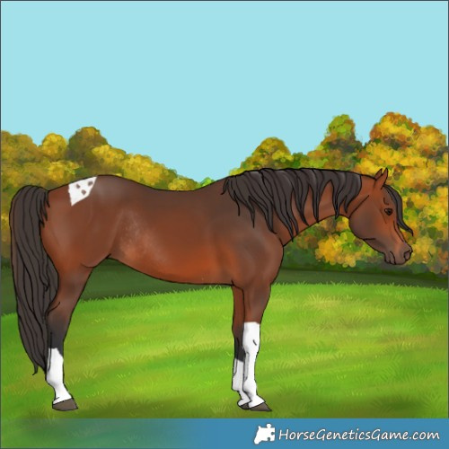 Horse Color:Bay Tobiano Rabicano
