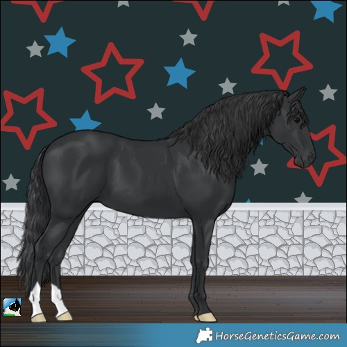 Horse Color:Black 