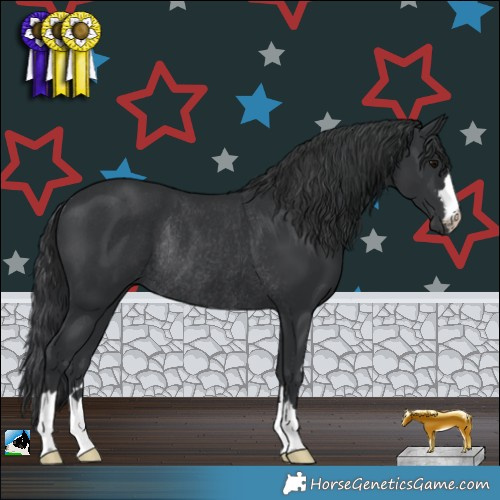Horse Color:Black Rabicano