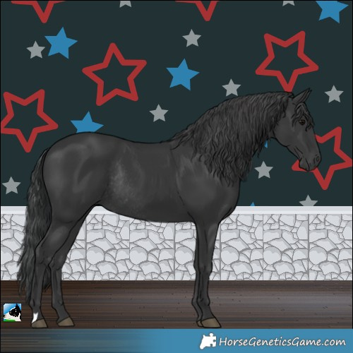 Horse Color:Black Rabicano