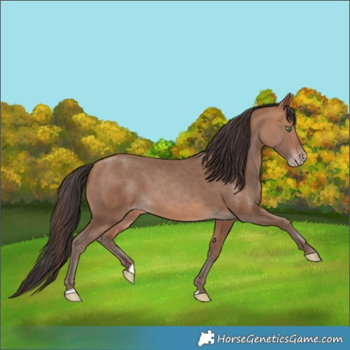 Horse Color:Sable Champagne