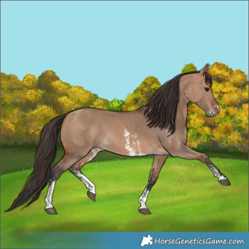 Horse Color:Bay Dun Sabino Rabicano 