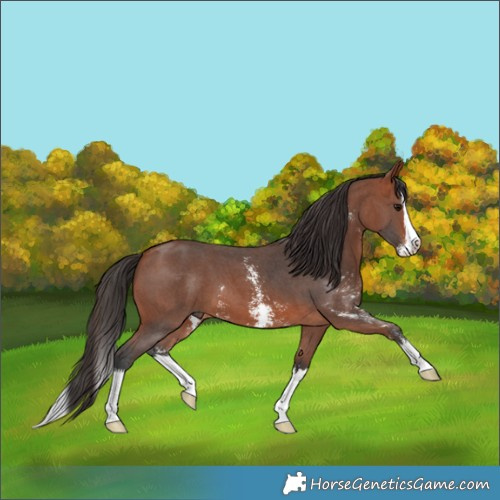 Horse Color:Bay Sabino Splash 